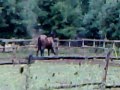 videos de la bamba e il cavallo