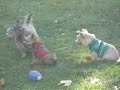Cairn Terrier Rescue Puppies Available in NJ- Part 1 of 5 Cairn Terrier Rescue Puppies Available in NJ- Part 1 of 5