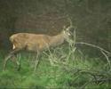 Nieuwsgierige Spitsers [Veluwe]