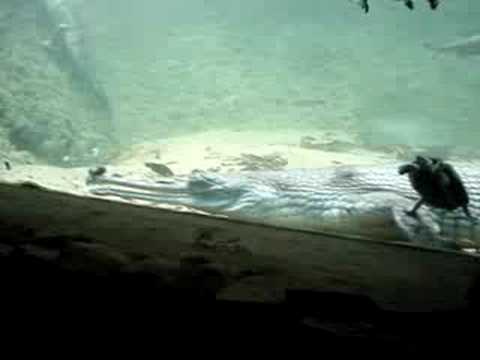 Mugger Crocodile