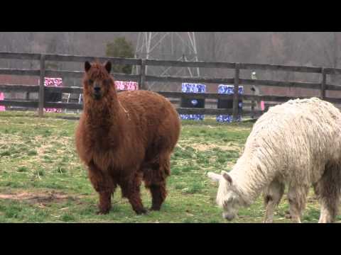 ALPACA FARM