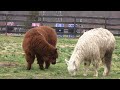 ALPACA FARM