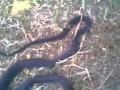 manu's catch a snake