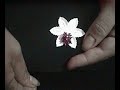 BORDADO: FLOR BASE DE ESTRELLA PARTE 1