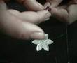 Bordado: Flor de base - 1� parte