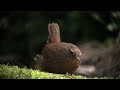 Click here to watch this video ビデオサロン６月号記事連動／野鳥ビデオ撮影のサンプル映像