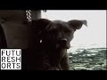 Dog Years