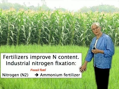 Sharon Long (Stanford) Part 1: Cooperation between bacteria and plants for protein nutrition