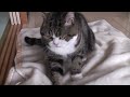 まるです３。 -i Am Maru 3.