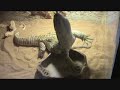 BOSCO EATING HIS 1ST BABY CHICK.wmv