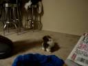 Little Ollie!!!