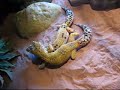 Accouplement de Geckos Léopards
