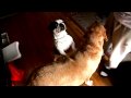 Canine Back Scratcher  - Nash Scratches Rocko's Back - Cute & Funny