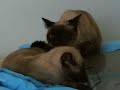 Mas o amor � maior que tudo....