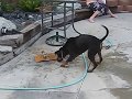 Assistir ao vídeo