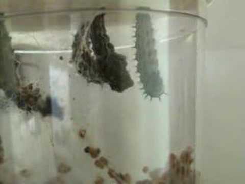 Painted Lady Butterflies metamorphisis
