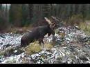 Shiras Moose call in 1