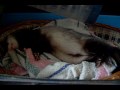 Śpiący FUZZ