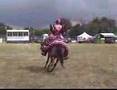 videos de LS Paso Fino Display Team