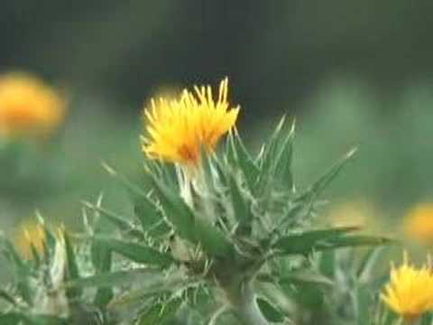 ??-Safflower-