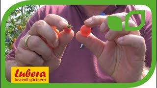 Die Johannisbeertomate 