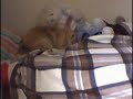 Binks Playing on my Bed Binks Playing on my Bed