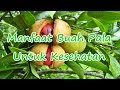 Manfaat Buah Pala Untuk Berbagai Kesehatan
