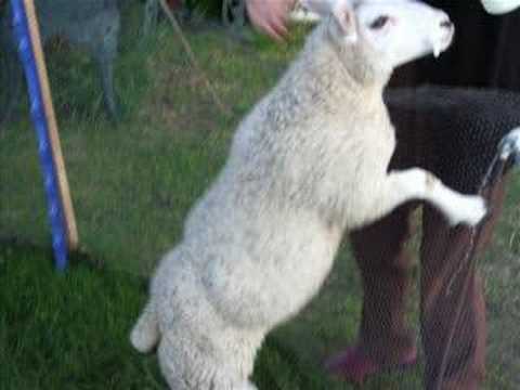 Buster the lamb - 4 months old