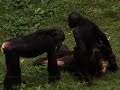 Bonobos - Let's talk about sex Manele-Gratis.net