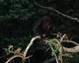Bonobos - Let's talk about sex