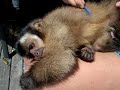 Carlos capuchin monkey in New Zealand