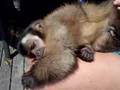 Carlos capuchin monkey in New Zealand