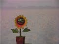 sunshine sunflower