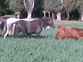 Potros Hispano Arabes añojos y de 2 años de la Ganaderia del Marques de Villarreal de Burriel