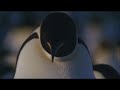 Cute Baby Penguins - Music by Jennie Muskett