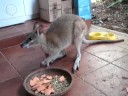 Orphaned Joey