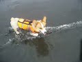 Goro@Welsh corgi 20070827 swimming Goro@Welsh corgi 20070827 swimming