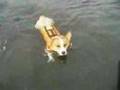 Goro@Welsh corgi 20070827 swimming