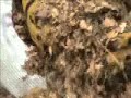 Electric Wood Chipper Leaf Shredder Shredding Leaves