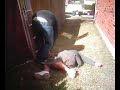 bwz hate chylde vs bone crusher street fight 2-5 bwz hate chylde vs bone crusher street fight 2-5