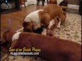 2009-01-06 | Basset Hounds Playing ~> BUDDY, WHISKEY & SHELBY love to play fight. Every night that have tag teams wrestling matches in the den. ... (02:24)