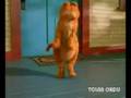 ahiska garfield prikol