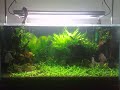 Discos Selvagens (Symphysodon aequifasciata) vivendo em um aquário plantado em perfeita harmonia com o ambiente. 