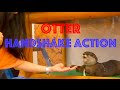 Aquarium To Shake Hands With Otters