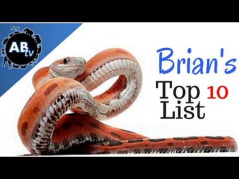 YouTube reptile video