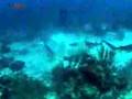 Roatan
