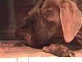 Weimaraner litter 2007  Vega x Tampa