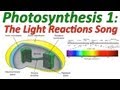 Photosynthesis - The Light Reactions