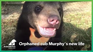 Orphaned by poachers, Murphy now has a place to play