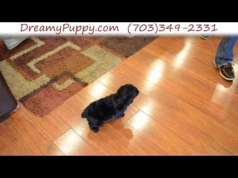 Playful Miniature Poodle Male Puppy 2